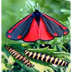 Cinnabar Moth Hipocrita jacobaeae Larvae 